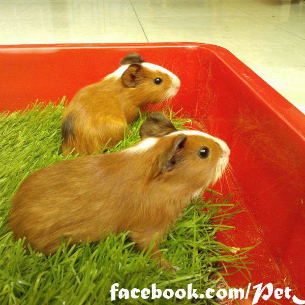 bọ ú lông xù, guinea pig tphcm