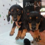 chó lạp xưởng xúc xích dachshund