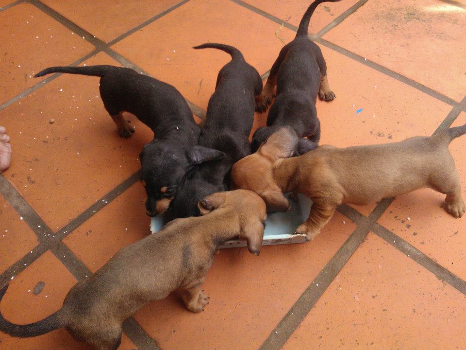 Xuất chuồng đàn Dachshund (chó lạp xưởng, chó xúc xích) [30/04/2016] 8