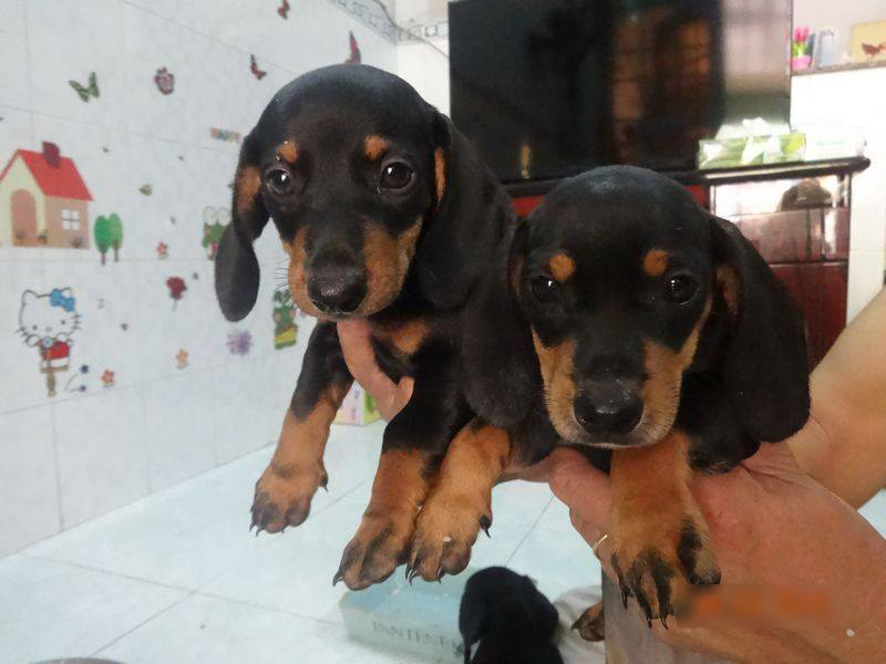 Chó lạp xưởng ngày 03/04/2015
