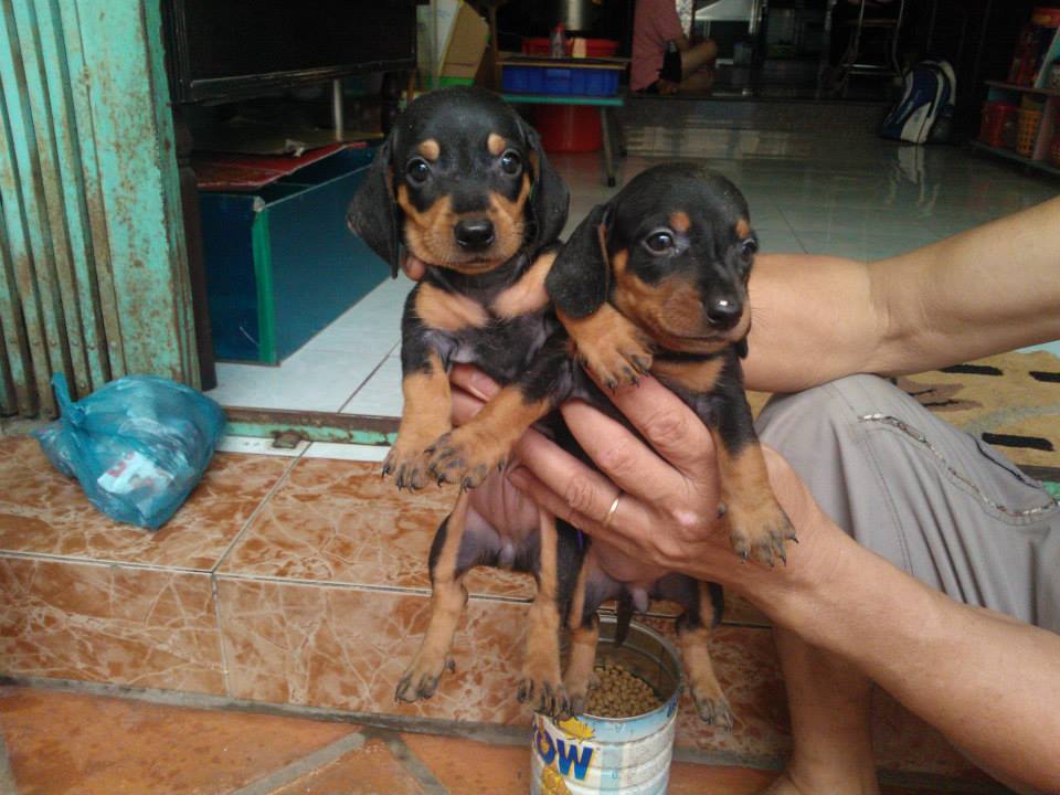 Xuất chuồng đàn Dachshund (chó lạp xưởng, chó xúc xích) [30/04/2016] 6