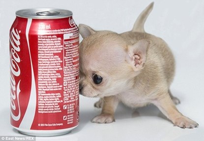 Chú chó chihuahua mini bé nhất thế giới