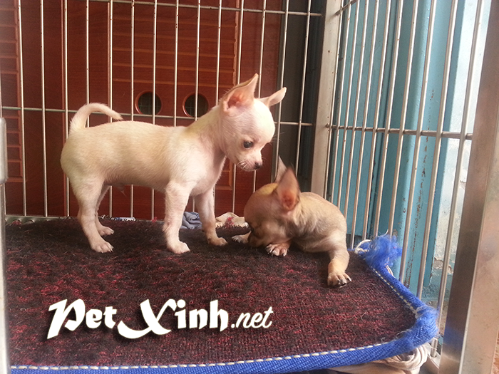 Chó chihuahua mini giá rẻ Gò Vấp TP Hồ Chí Minh