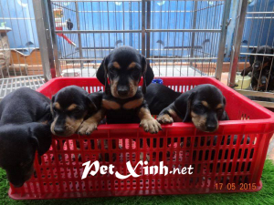 Xuất chuồng đàn Dachshund (chó lạp xưởng, chó xúc xích) [30/04/2016] 9