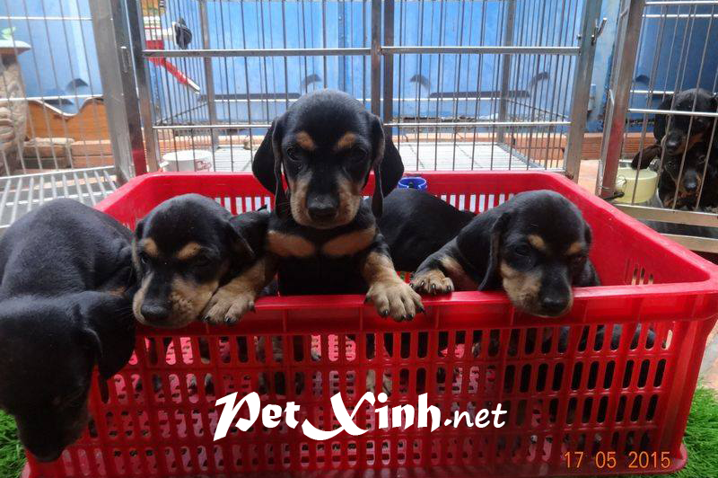Xuất chuồng đàn Dachshund (chó lạp xưởng, chó xúc xích) [30/04/2016] 1