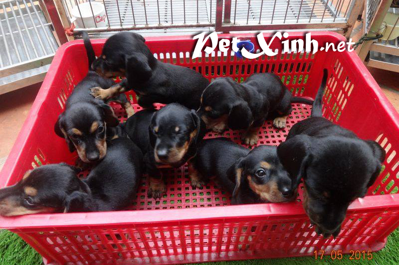 Các bé chó dachshund (lạp xưởng) đã trở lại và lợi hại hơn xưa [18/06/2015] 2