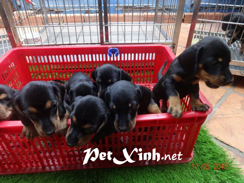 Xuất chuồng đàn Dachshund (chó lạp xưởng, chó xúc xích) [30/04/2016] 4