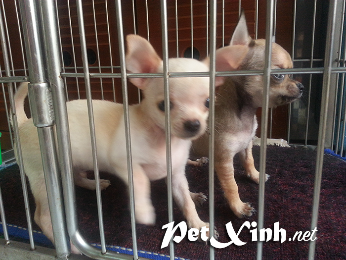 Chó chihuahua mini giá rẻ Gò Vấp TP Hồ Chí Minh