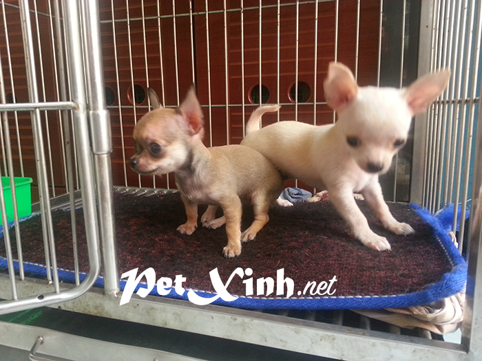 Chó chihuahua mini giá rẻ Gò Vấp TP Hồ Chí Minh