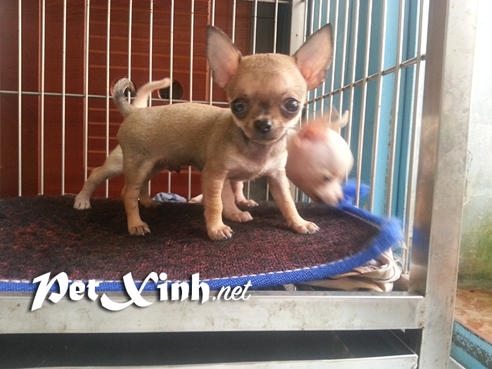 Chó chihuahua mini giá rẻ Gò Vấp TP Hồ Chí Minh