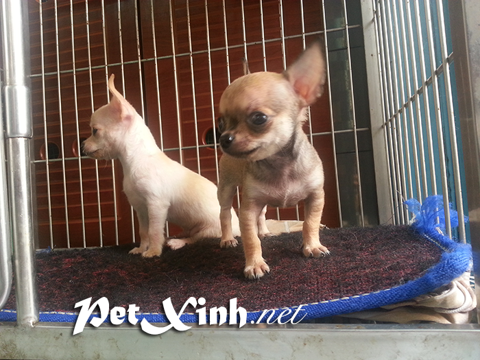 Chó chihuahua mini giá rẻ Gò Vấp TP Hồ Chí Minh