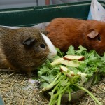 Thức ăn chủ yếu của các bé bọ ú lông xù Guinea Pig là rau củ tươi