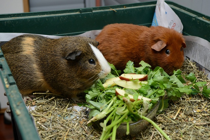 Thức ăn chủ yếu của các bé bọ ú lông xù Guinea Pig là rau củ tươi