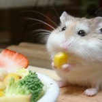 hamster petxinh giá rẻ gò vấp tphcm