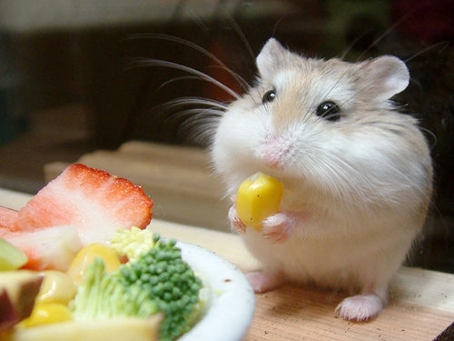 hamster petxinh giá rẻ gò vấp tphcm