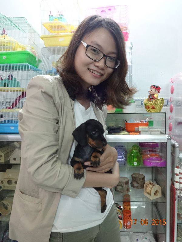 Chó dachshund lạp xưởng giá rẻ Tp.HCM gò vấp