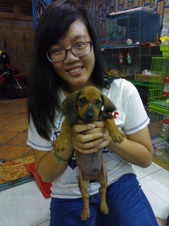 Chó dachshund lạp xưởng giá rẻ Tp.HCM gò vấp