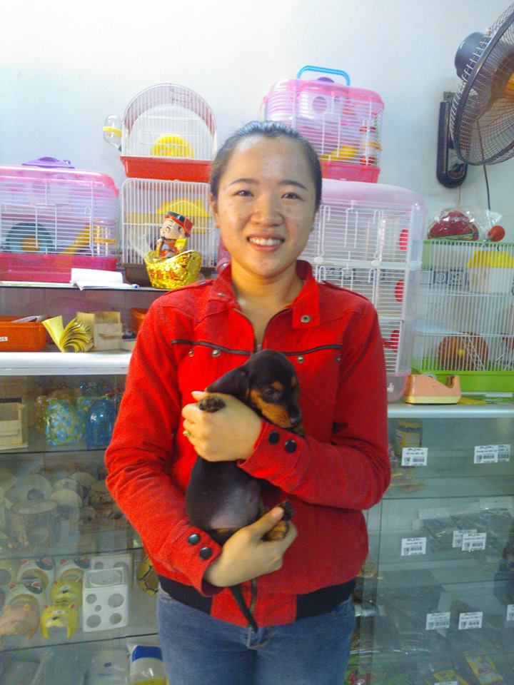 Chó dachshund lạp xưởng giá rẻ Tp.HCM gò vấp