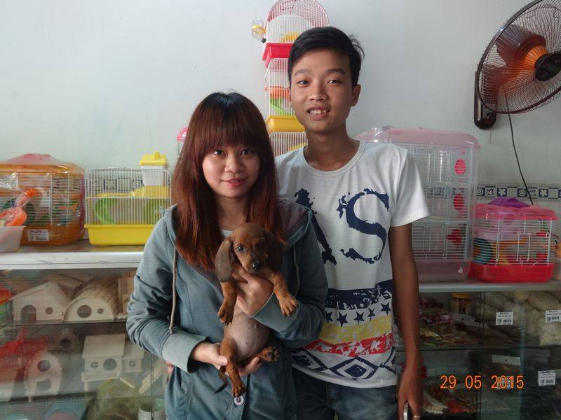 Chó dachshund lạp xưởng giá rẻ Tp.HCM gò vấp
