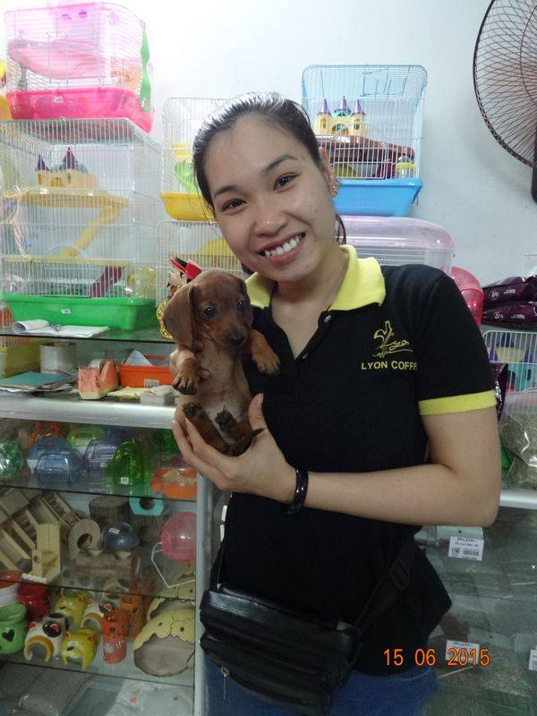Chó dachshund lạp xưởng giá rẻ Tp.HCM gò vấp