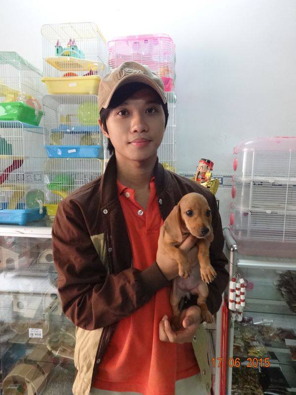 Chó dachshund lạp xưởng giá rẻ Tp.HCM gò vấp