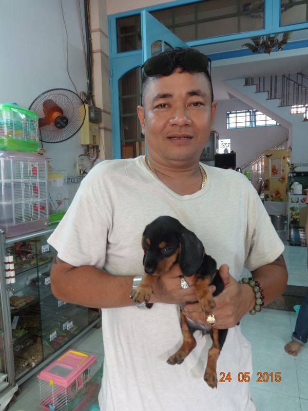 Chó dachshund lạp xưởng giá rẻ Tp.HCM gò vấp