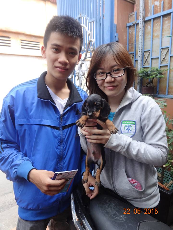 Chó dachshund lạp xưởng giá rẻ Tp.HCM gò vấp