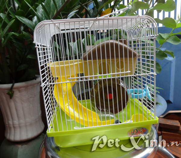 lồng tiểu hoàng tử