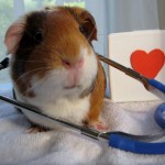 Chăm sóc sức khỏe cho các bé guinea pig