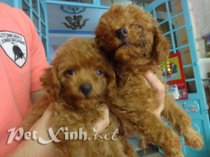 Chó Poodle Toy TP.HCM Gò Vấp