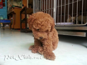 Chó Poodle Toy TP.HCM Gò Vấp