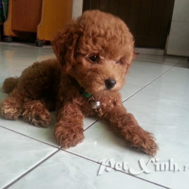 Chó Poodle Toy TP.HCM Gò Vấp