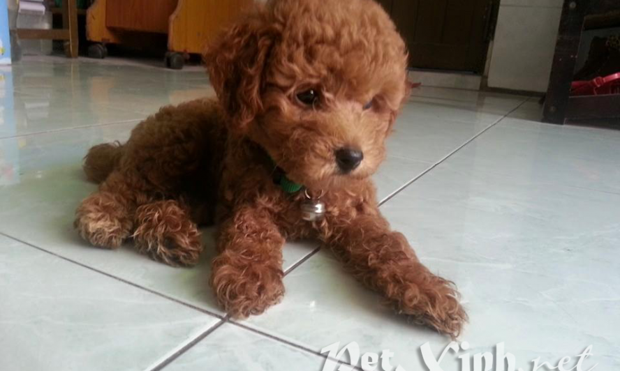 Chó Poodle Toy TP.HCM Gò Vấp