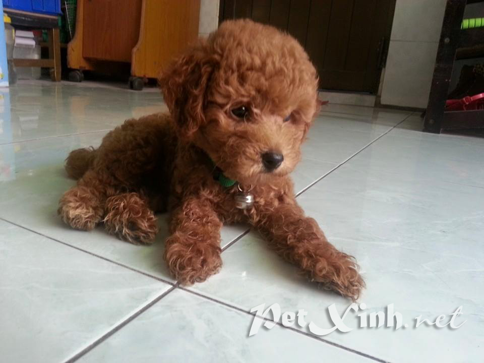 Poodle Toy đã có mặt tại PetXinh 1 Chó Poodle Toy TP.HCM Gò Vấp