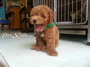Chó Poodle Toy TP.HCM Gò Vấp