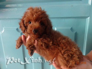 Chó Poodle Toy TP.HCM Gò Vấp