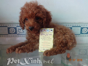 Chó Poodle Toy TP.HCM Gò Vấp