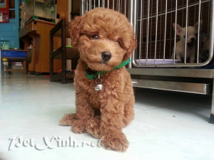 Chó Poodle Toy TP.HCM Gò Vấp