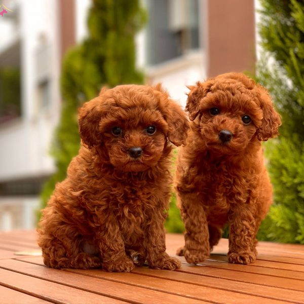 Chó Poodle Toy mini thuần chủng giá rẻ TP.HCM Gò Vấp - PetXinh
