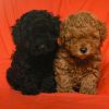 Chó Poodle Toy TP.HCM Gò Vấp