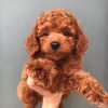 poodle toy