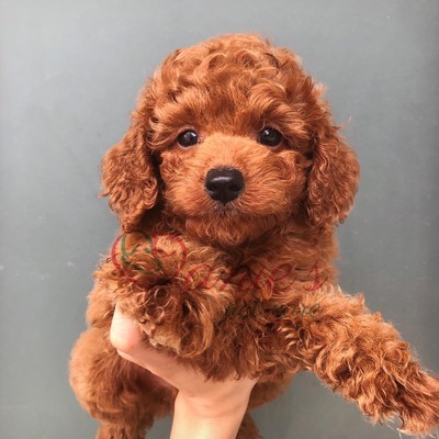 poodle toy