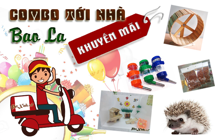 nhím kiểng giao hàng tận nơi