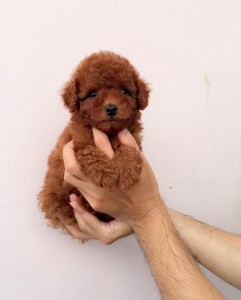 Chó Poodle Toy TP.HCM Gò Vấp