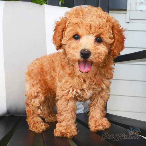 Chó Poodle Toy