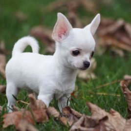 phối giống chihuahua baby tp hồ chí minh