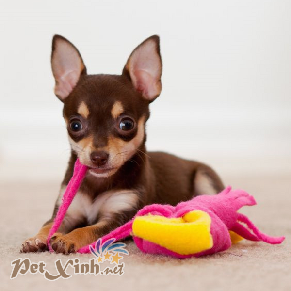 Chihuahua