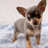 phối giống chihuahua baby tp hồ chí minh