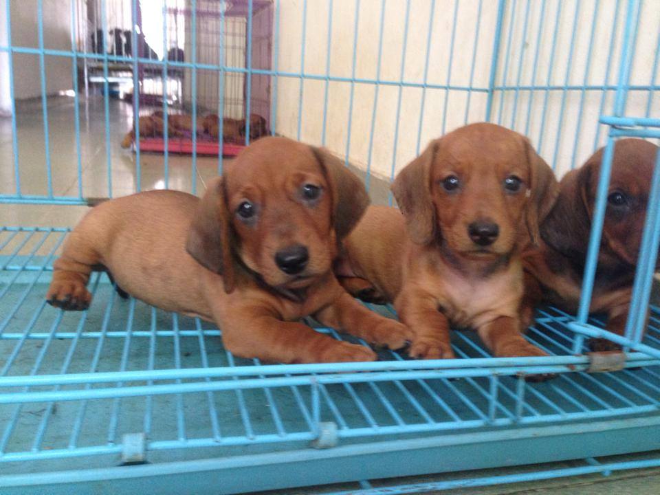 Xuất chuồng đàn Dachshund (chó lạp xưởng, chó xúc xích) [30/04/2016] 5