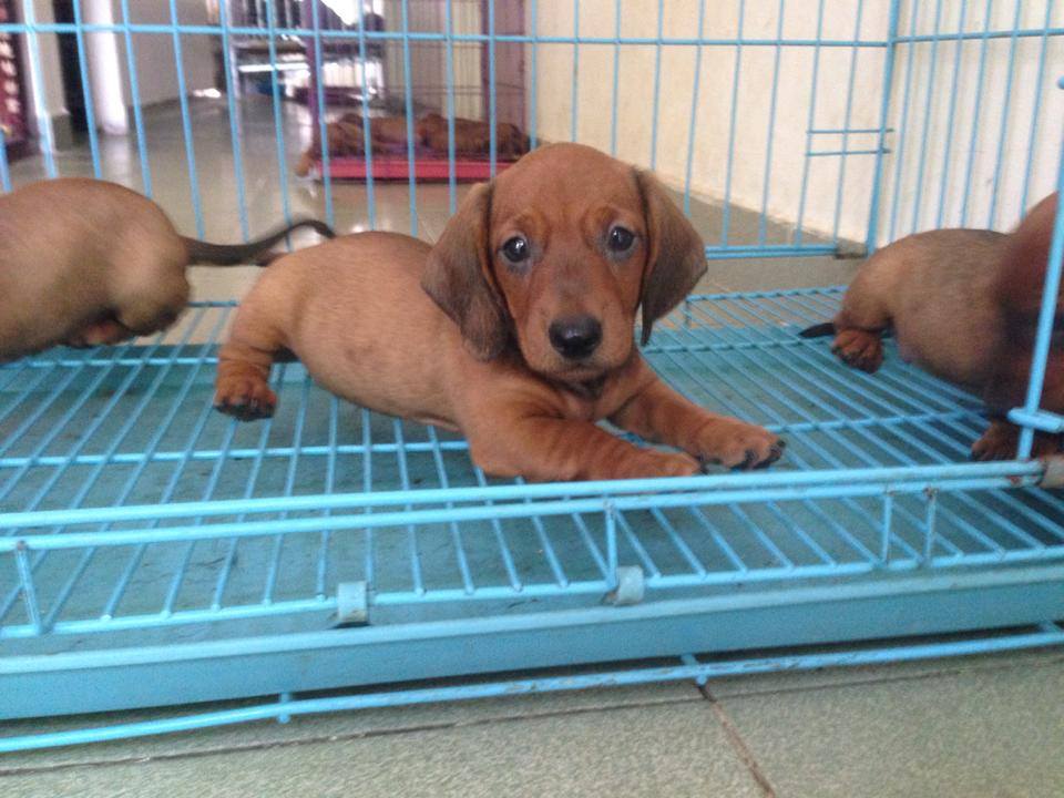 Xuất chuồng đàn Dachshund (chó lạp xưởng, chó xúc xích) [30/04/2016] 7